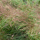 100 RUBY SILK LOVEGRASS Ornamental Love Grass Eragrostis Tef Seeds