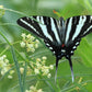 20 WHITE WORLED (Horesetail) MILKWEED Asclepias Verticillata Flower Seeds