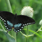 200 RATTLESNAKE MASTER / Button Snakeroot  Eryngium Yuccifolium Flower Seeds