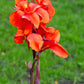 5 ORANGE CANNA LILY Indian Shot Arrowroot Canna Indica Flower Seeds