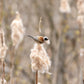 50 CATTAILS Cat Tails Typha Latifolia Water Pond Grass Flower Seeds