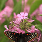 20 PRAIRIE PHLOX Pilosa Mixed Colors Pink Purple White Native Flower Seeds