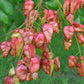10 DWARF GOLDEN RAIN TREE Koelreuteria Paniculata Nana Yellow Flower Seeds