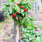 100 SWEET CHERRY PEPPER Red Chili Capsicum Annuum Vegetable Seeds