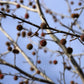 50 AMERICAN SWEETGUM Liquidambar Styraciflua Storax Alligator Sweet Gum Tree Seeds - Great Fall Color! Red Yellow Orange Purple