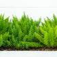 10 EMERALD ASPARAGUS FERN A. Densiflorus Mazeppa Houseplant Flower Seeds