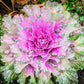 60 ORNAMENTAL KALE MIXED Colors Brassica Oleracea Flower Seeds