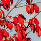 25 EUROPEAN SPINDLE TREE Euonymus Europaeus Spindletree Pink & Orange Flower Shrub Seeds