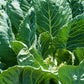 1000 GEORGIA COLLARDS (SOUTHERN or Walking Collards) Collard Greens Brassica Oleracea Acephala Vegetable Seeds