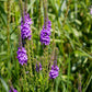 500 Purple HOARY VERVAIN Verbena Stricta Flower Seeds