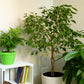 30 FICUS TREE (Bodhi Tree / Sacred Fig / Bo Tree / Pipal) Ficus Religiosa Seeds