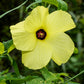 40 AMBRETTE / MUSK MALLOW Hibiscus Abelmoschus Moschatus Flower Seeds
