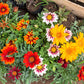 30 Mixed Colors GAZANIA Rigens Treasure Flower Seeds