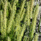 500 DERBY TIMOTHY GRASS Ornamental Phleum Pratense Seeds