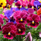 250 Mixed Colors SWISS GIANT PANSY Viola Wittrockiana Flower Seeds