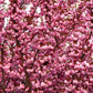 10 JAPANESE FLOWERING CHERRY Tree Oriental Prunus Serrulata Flower Seeds