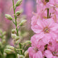 100 PINK PERFECTION LARKSPUR / DELPHINIUM Consolida Ambigua Ajacis Flower Seeds
