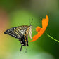 150 ORANGE SULPHUR COSMOS Klondike Sulphureus Seeds
