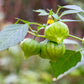 200 GRANDE Rio VERDE TOMATILLO Green Physalis Ixocarpa Vegetable Seeds