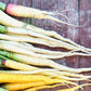 300 LUNAR WHITE CARROT Daucus Carota Vegetable Seeds
