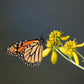 250 Wingstem / YELLOW IRONWEED Verbesina Alternifolia Flower Seeds