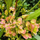 40 Mixed Colors FLORIDA HOPBUSH Dodonaea Viscosa Hawaiian Hopseed Flower Shrub Seeds