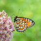 100 PINK MILKWEED Common Asclepias Syriaca Monarch Flower Seeds