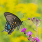 100 MISSOURI IRONWEED Monarch Flower Native Purple Vernonia Missurica Seeds