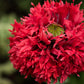 100 Red OASE PEONY POPPY Papaver Peoniflorum Double Flower Seeds