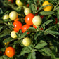 25 JERUSALEM CHERRY Madeira Winter Solanum Pseudocapsicum Flower Seeds