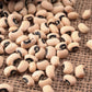 100 BLACKEYE PEA (Cow Pea / Cowpea / Southern Pea / Blackeyed Pea / Black Eye Pea) Vigna Unguiculata Vegetable Seeds