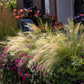 25 MEXICAN FEATHER GRASS Pony Tails Ornamental Stipa Tenuissima Nassella Seeds Wind Whisp