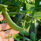 50 Super SUGAR SNAP PEA Pisum Sativum Macrocarpon Vegetable Seeds
