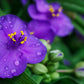 100 Purple OHIO SPIDERWORT (Widows Tears / Bluejacket) Tradescantia Ohiensis Flower Seeds