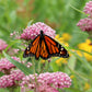 75 RED SWAMP MILKWEED Asclepias Incarnata Flower Seeds