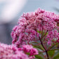 20 HEMP AGRIMONY Eupatorium Cannabinum Raspberries & Cream Flower Seeds