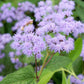 100 PURPLE MISTFLOWER (Hardy or Wild Ageratum) Eupatorium Coelestinum Blue Flower Seeds