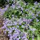 100 PURPLE MISTFLOWER (Hardy or Wild Ageratum) Eupatorium Coelestinum Blue Flower Seeds