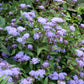 100 PURPLE MISTFLOWER (Hardy or Wild Ageratum) Eupatorium Coelestinum Blue Flower Seeds