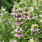 100 SPOTTED BEE BALM Monarda Punctata Flower Herb Horesemint Dotted Mint Seeds