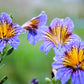 200 Mixed Colors PAINTED TONGUE (Velvet Trumpet Flower) Salpiglossis Grandiflora Virgiana Flower Seeds