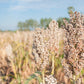 75 WHITE POPPING SORGHUM Bicolor Snack Vegetable Flour Grain Seeds