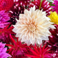 50 EARLY BIRD DAHLIA Mixed Colors Flower Seeds