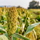 50 TOP 76-6 SORGHUM Bicolor Syrup Flour Grain Vegetable Seeds