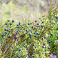 20 Common BILBERRY Fruit Shrub European Blueberry Vaccinium Myrtillus Seeds