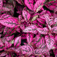10 Dwarf ROSE Pink POLKA DOT PLANT Splash Select Hypoestes Phyllostachya Flower Houseplant Seeds