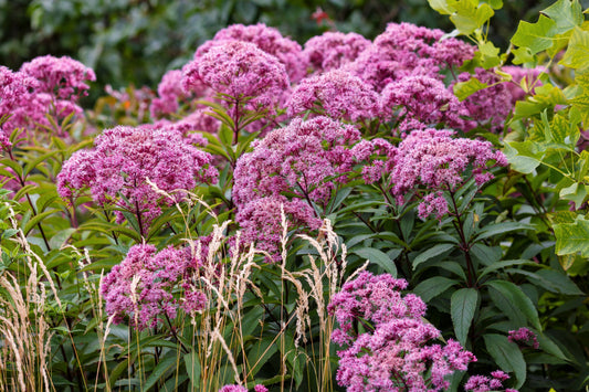 20 HEMP AGRIMONY Eupatorium Cannabinum Raspberries & Cream Flower Seeds