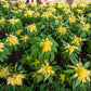 50 AURORA YELLOW AMARANTHUS Tricolor Josephs Coat Flower Seeds