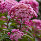 20 HEMP AGRIMONY Eupatorium Cannabinum Raspberries & Cream Flower Seeds