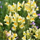 500 BUTTER & EGGS TOADFLAX Linaria Vulgaris Wild Snapdragon Bicolor Yellow Flower Seeds